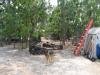 Georgeanns Homeless Hounds & Foster Care Program O - charity reviews, charity ratings, best charities, best nonprofits, search nonprofits