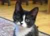 blossomsdad - charity reviews, charity ratings, best charities, best nonprofits, search nonprofits