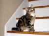 Pgh Girl - charity reviews, charity ratings, best charities, best nonprofits, search nonprofits