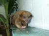 sugarbear - charity reviews, charity ratings, best charities, best nonprofits, search nonprofits