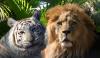 BigCatRescue - charity reviews, charity ratings, best charities, best nonprofits, search nonprofits