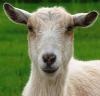 CJ Acres Animal Rescue Farm - charity reviews, charity ratings, best charities, best nonprofits, search nonprofits