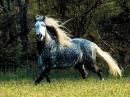 The Blue Horse - charity reviews, charity ratings, best charities, best nonprofits, search nonprofits