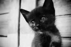LittleDlady - charity reviews, charity ratings, best charities, best nonprofits, search nonprofits