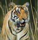 AnimalLover - charity reviews, charity ratings, best charities, best nonprofits, search nonprofits
