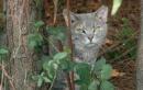 tigerpaws55 - charity reviews, charity ratings, best charities, best nonprofits, search nonprofits