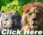 Big Cat Rescue, Corp. - charity reviews, charity ratings, best charities, best nonprofits, search nonprofits